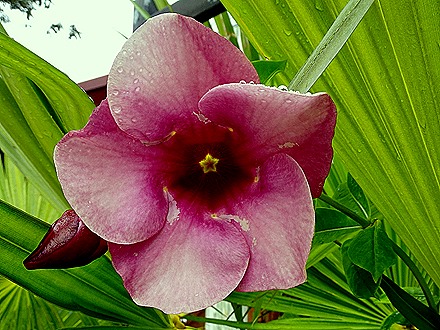 39. 2022, 03-24  Charlotte Amelie, St Thomas, US Virgin Islands