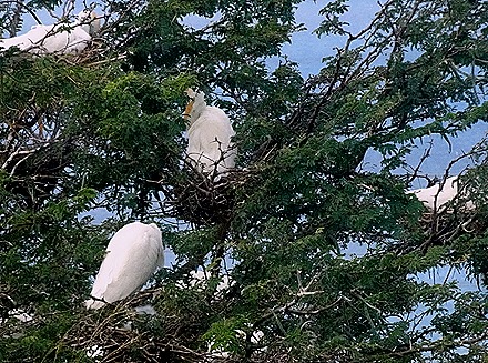 4. 2022, 03-23  Basseterre, St Kitts