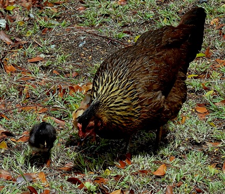 4. 2022, 03-24  Charlotte Amelie, St Thomas, US Virgin Islands