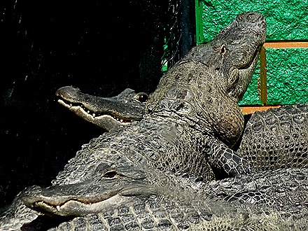 41. 2022, 03-27  Ft Lauderdale, Florida