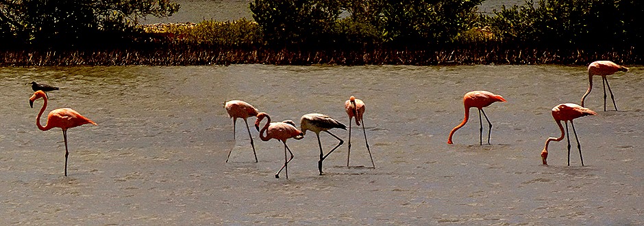 49a. 2022, 04-02  Willemstad, Curacao_stitch