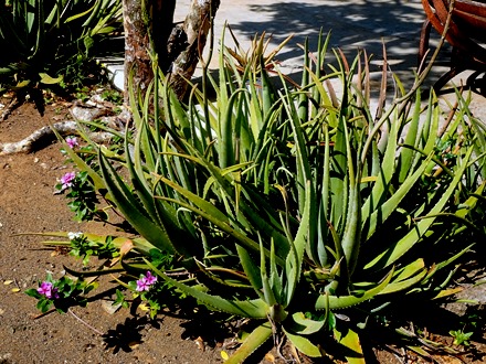 5. 2022, 04-02  Willemstad, Curacao