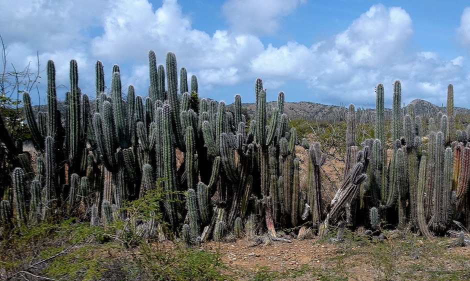 50. 2022, 04-01  Krejelijk, Bonaire