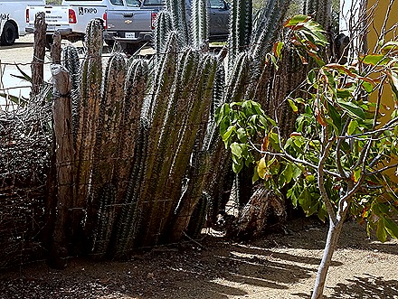 53. 2022, 04-01  Krejelijk, Bonaire