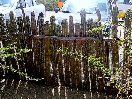 54. 2022, 04-01  Krejelijk, Bonaire