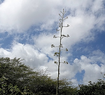 60. 2022, 04-01  Krejelijk, Bonaire