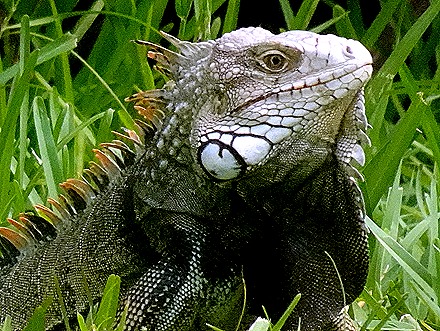 68. 2022, 04-03  Oranjestad, Aruba