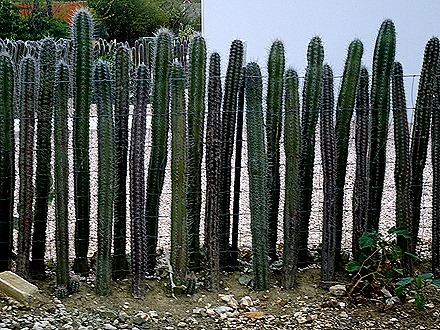 8. 2022, 04-01  Krejelijk, Bonaire