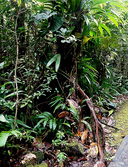 81a. 2022, 03-221  Roseau, Dominica_stitch