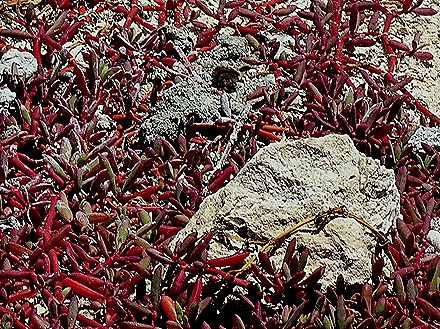 91. 2022, 04-01  Krejelijk, Bonaire