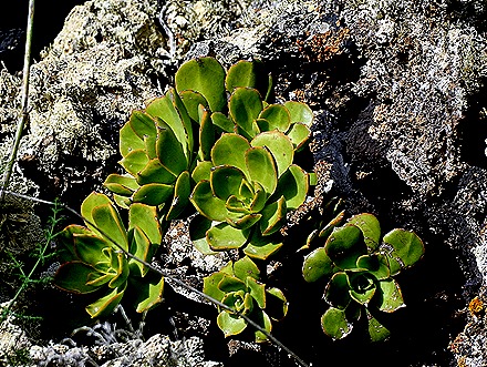 24..  Arricefe, Lanzarote, Canary Islands