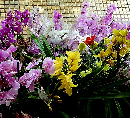 39..  Funchal, Madeira