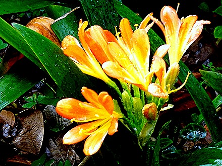 4..  Funchal, Madeira