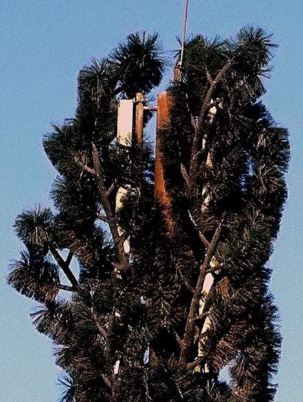 46a.  Tunis, Tunisia