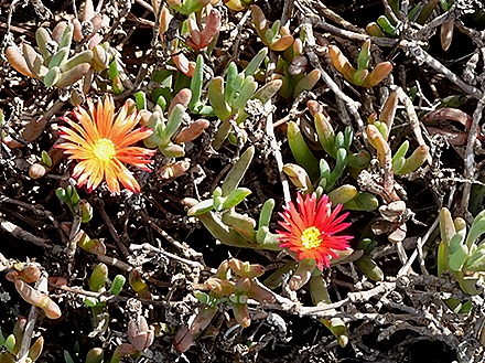 48..  Arricefe, Lanzarote, Canary Islands