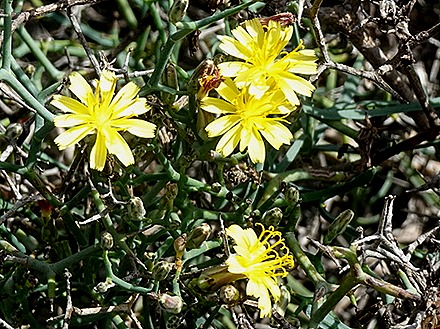 50..  Arricefe, Lanzarote, Canary Islands