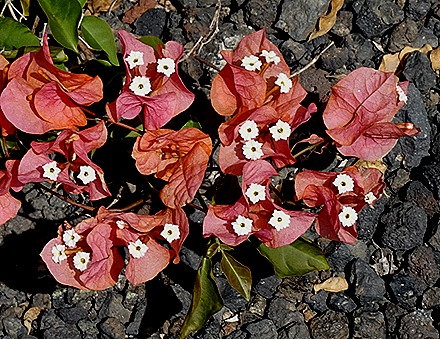 51..  Arricefe, Lanzarote, Canary Islands