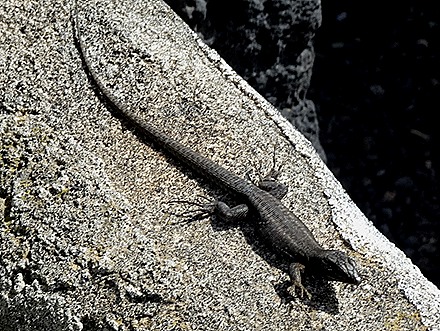 54..  Arricefe, Lanzarote, Canary Islands