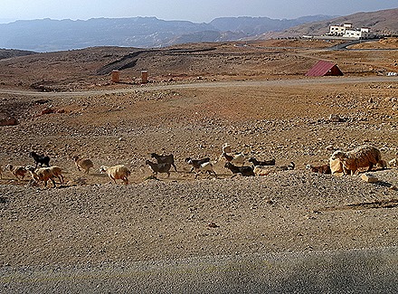 154.  Aqaba (Wadi Rum)