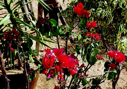 42.   Sharm el Sheik