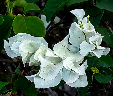 101.  Zanzibar, Tanzania (Day 1)-topaz-denoise-sharpen