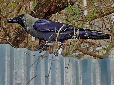 107.  Zanzibar, Tanzania (Day 1)-topaz-denoise-enhance-sharpen