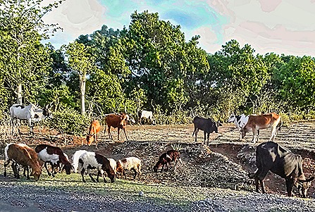 138.  Nosy Be, Madagascar (Day 1)-topaz-denoise