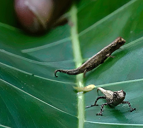34. Nosy Be, Madagascar (Day 2)-topaz-denoise-sharpen