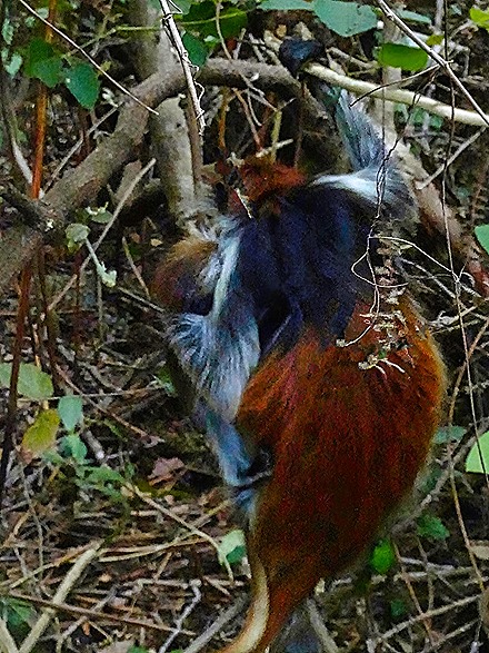 35.  Zanzibar, Tanzania (Day 1)-topaz-denoise-sharpen