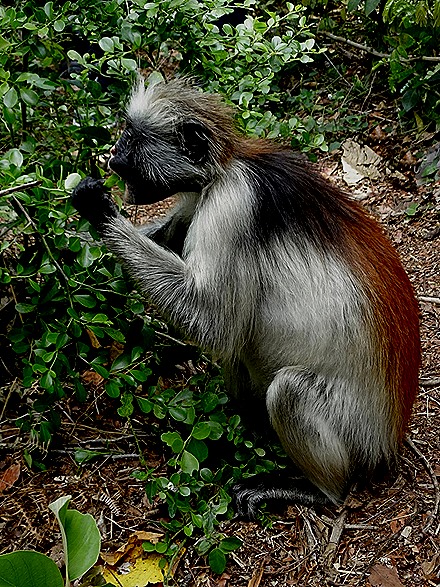 44.  Zanzibar, Tanzania (Day 1)-topaz-sharpen