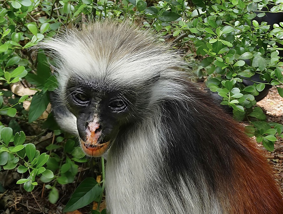 45.  Zanzibar, Tanzania (Day 1)-topaz-denoise-sharpen