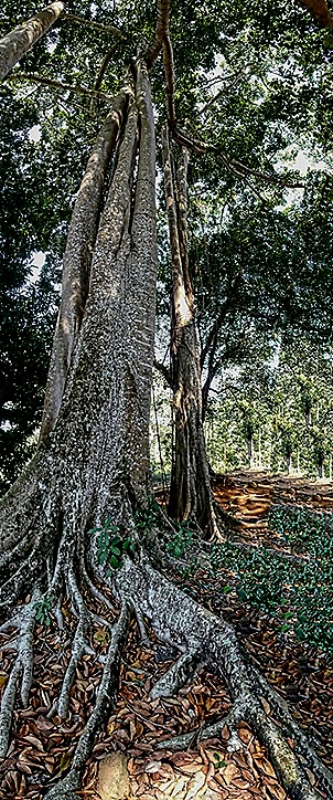 46a.  Nosy Be, Madagascar (Day 1)_stitch-topaz-sharpen