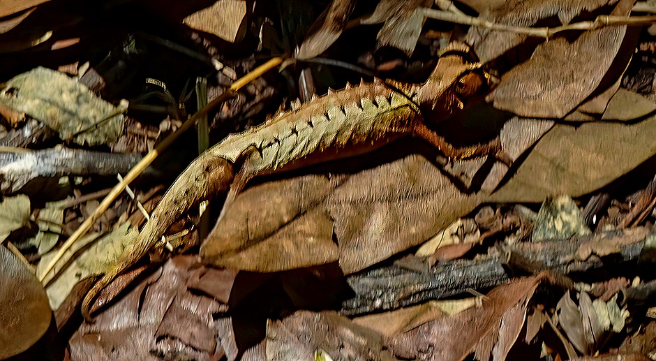 54. Nosy Be, Madagascar (Day 2)-topaz-sharpen-gigapixel-very_compressed-scale-4_00x