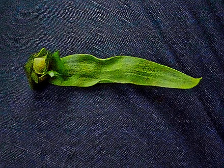 58.  Nosy Be, Madagascar (Day 1)-topaz-denoise-sharpen