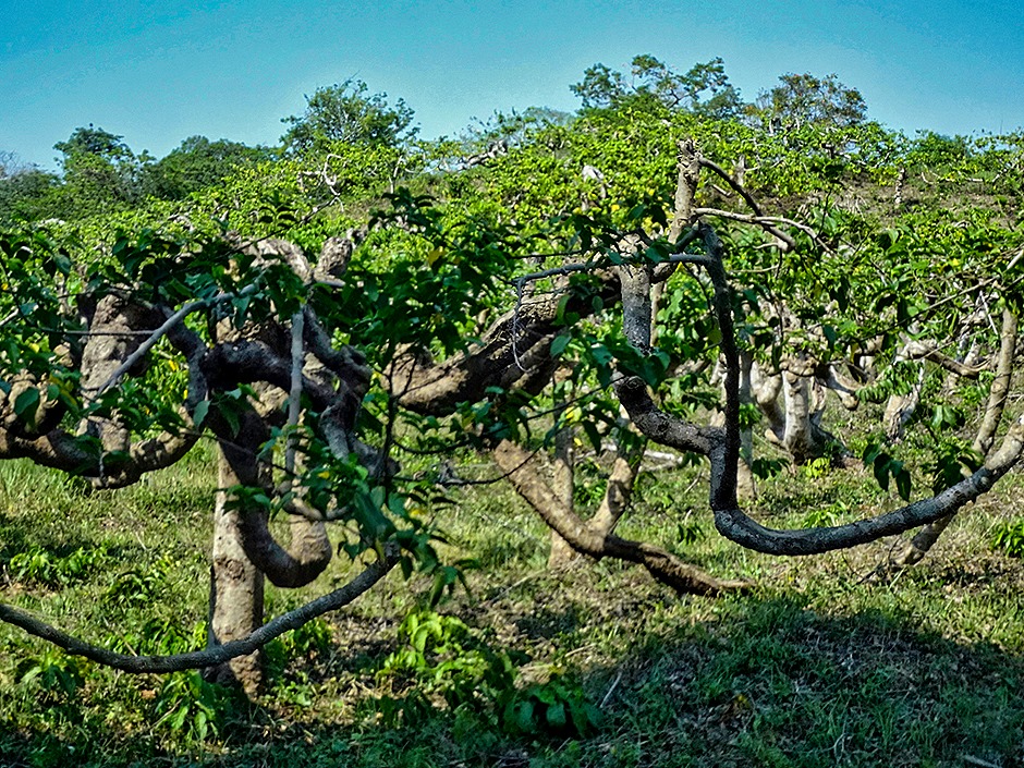 60.  Nosy Be, Madagascar (Day 1)-topaz-denoise-sharpen