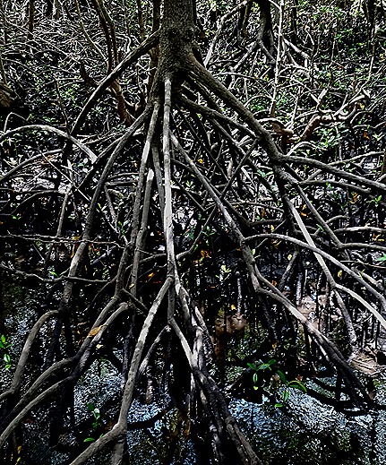 64.  Zanzibar, Tanzania (Day 1)-topaz-denoise