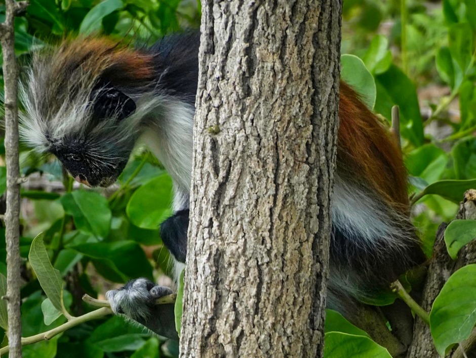 71.  Zanzibar, Tanzania (Day 1)-topaz-denoise-sharpen