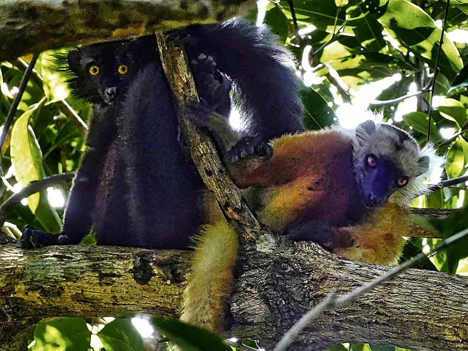 80. Nosy Be, Madagascar (Day 2)-topaz-denoise