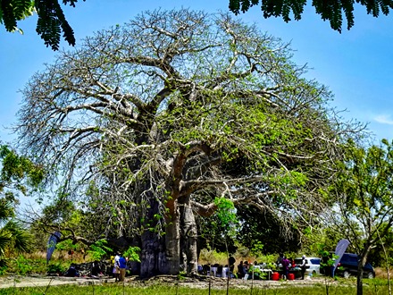 82.  Dar es Salaam (Bagamoyo)-topaz-denoise