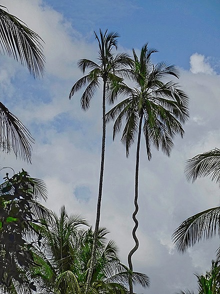 94.  Zanzibar, Tanzania (Day 1)-topaz-denoise