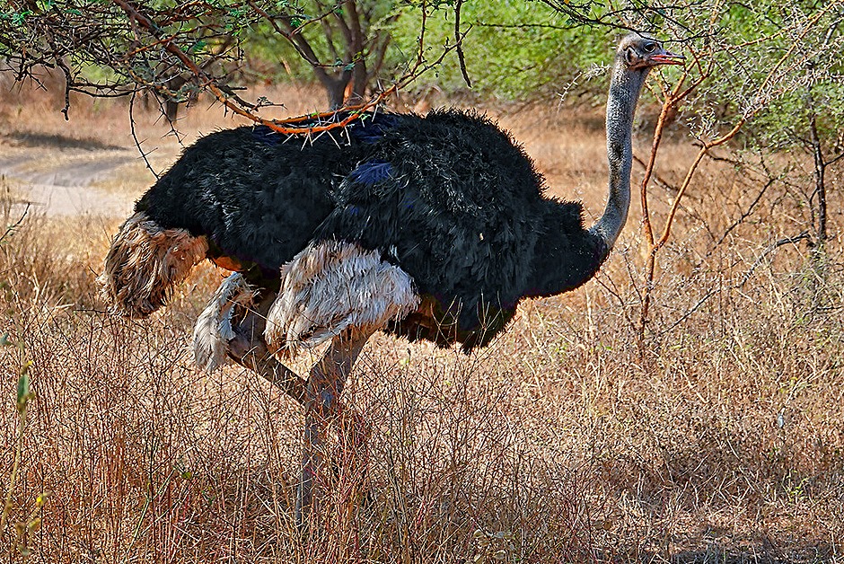 101.  Dakar, Senegal-topaz-enhance