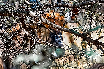 115.  Dakar, Senegal-topaz-enhance