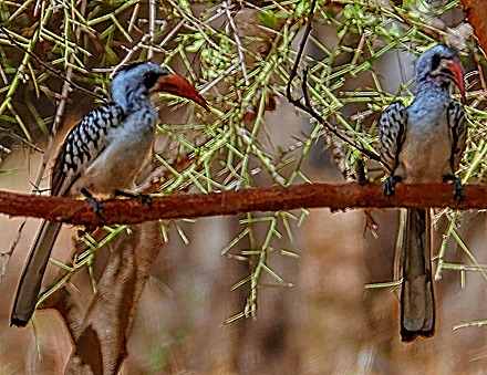 126.  Dakar, Senegal-topaz-enhance