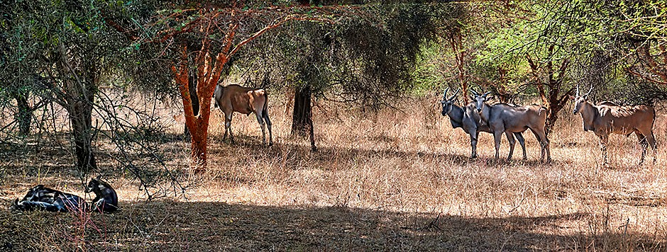 136a.  Dakar, Senegal_stitch-topaz-enhance