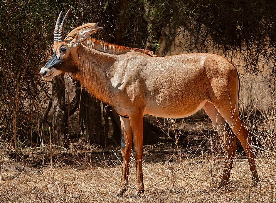 141.  Dakar, Senegal-topaz-enhance