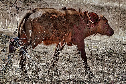 149.  Dakar, Senegal-topaz-enhance