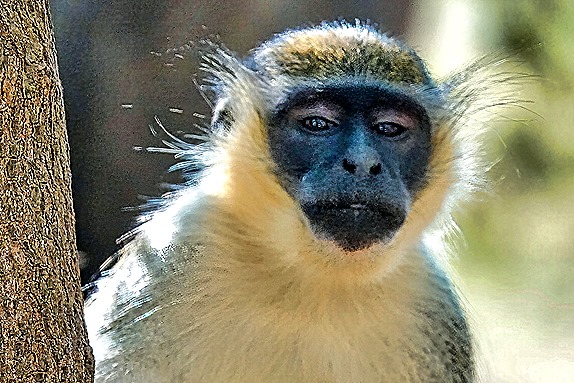 15.  Dakar, Senegal-topaz-enhance-sharpen