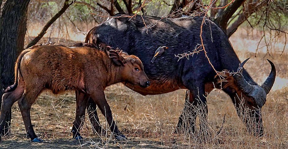 151.  Dakar, Senegal-topaz-enhance