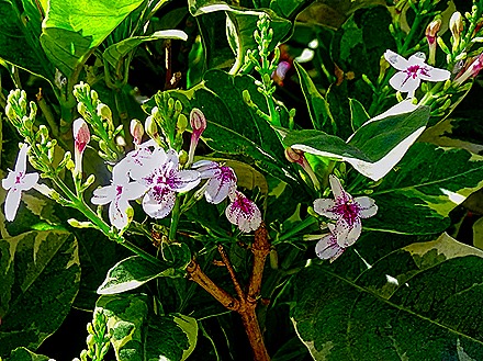 32.  Mindelo, Cabo Verde-topaz-enhance