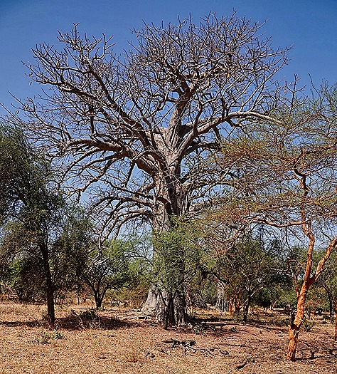 46.  Dakar, Senegal-topaz-enhance